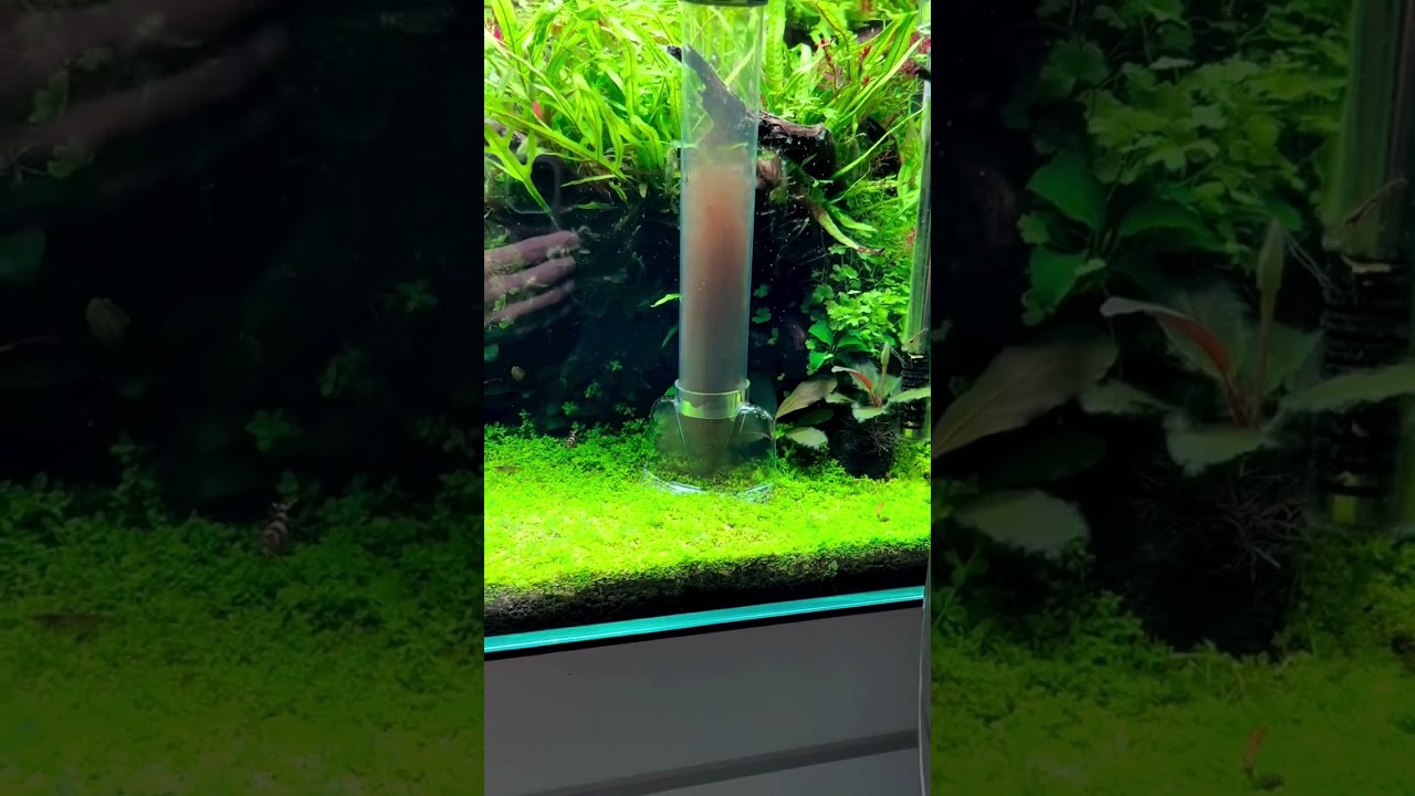 How satisfying @aquahusk 🙌🏼 Mulmsauger jetzt auch bei uns im Shop erhältlich ❤️