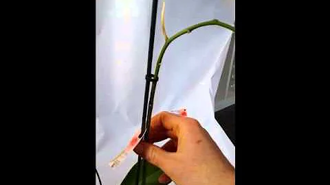 Quand couper tige orchidée ?