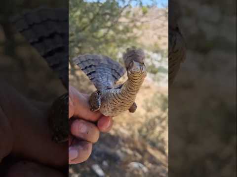 من أذكى الطيور وافطنها عصفور مهاجر يقطع آلاف الامتار بتلوى مثل الحية لما يشعر بالخوف أو الخطر