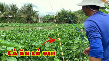 Câu Cá Tra Sông - Đi Bào Cá Bên Sông Cái Bé Kiên Giang | Fishing - Miền Tây