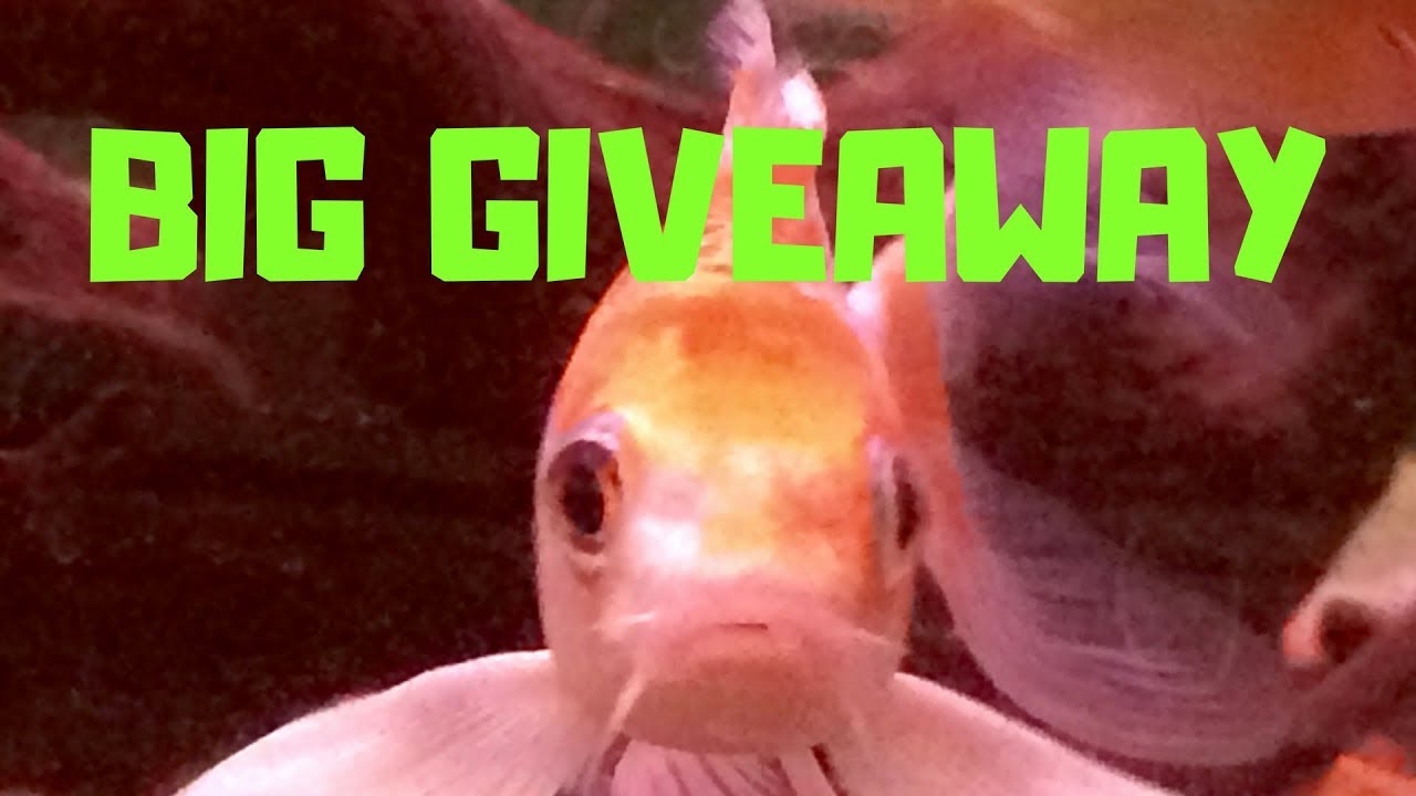 700 Subscriber Giveaway COMPLETE High Use/Low Tech Tank Lid