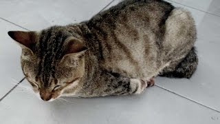 Kisah Pilu si Kucing Buntung yang Hidup Dengan 3 Kaki