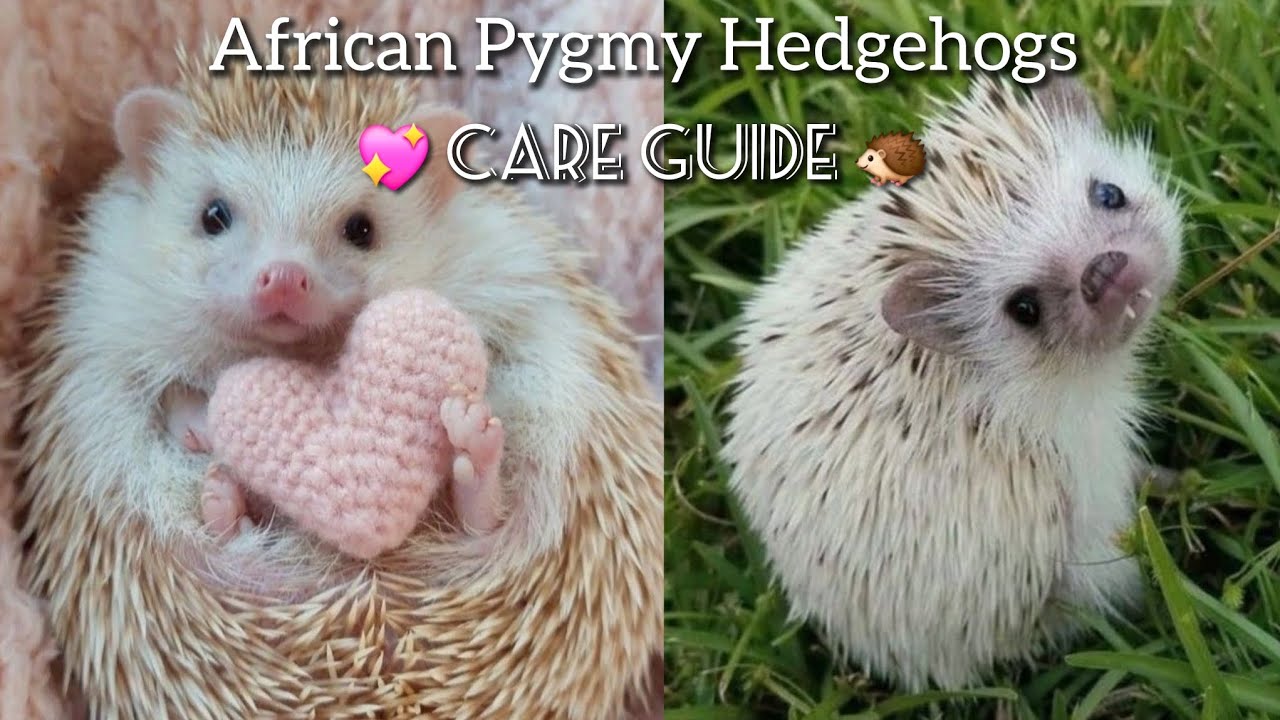 Руководство по уходу за африканскими карликовыми ежами (подходит для начинающих) ❤️🦔🎀
