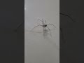 تعالوا شوفوا العنكبوت النونو Shorts Shortvideo Subscribe Shortvideo Funnyshorts Whatsappstatus
