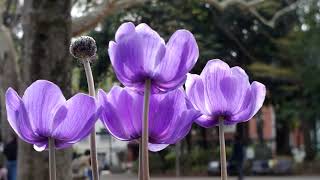 Cine-Nikkor 13Mm F1.9