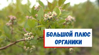 видео: Преимущество голубики на органике картинка: Преимущество голубики на органике