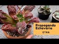 👩🏼‍🌾 Decapitando Echeveria Etna / resultados