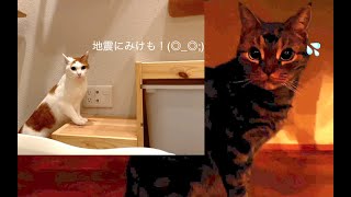 Cats who were surprised by the earthquake and slept again  by 10 Cats.ᐩ 150,604 views 3 years ago 2 minutes, 24 seconds