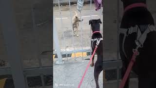 Doberman vs Street dog meet fight || #friendly and aggressive Doberman