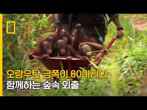 오랑우탄 금쪽이 60마리와 함께 숲속 외출이란