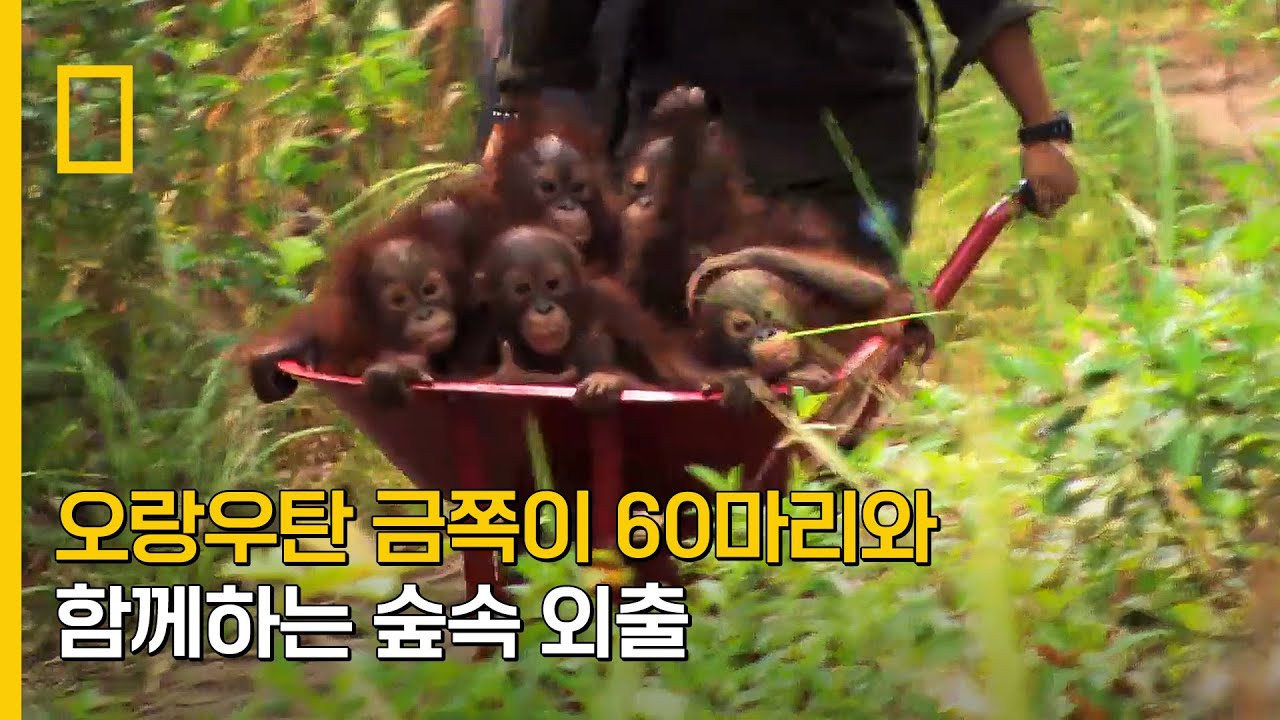 ⁣오랑우탄 금쪽이 60마리와 함께 숲속 외출이란