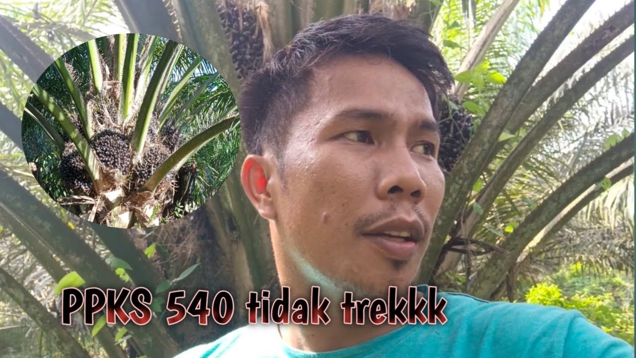 sawit ppks 540  di musim trek