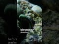 Are these palolo worms dancing?! 🤔 #WelcomeToEarth #StepIntoWonder