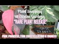 Plant Shopping at Excelsa Gardens || RARE PLANT RELEASE || PINK PRINCESS, THAI CONSTELLATION