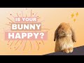 10 signs your bunny is happy