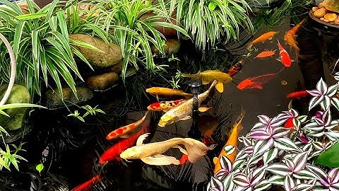 Ngắm Thư Giãn Hồ Cá Koi Tự Tạo Trong Sân Vườn Tuyệt Đẹp