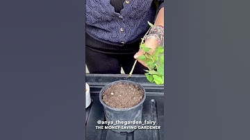 HOW TO PROPAGATE HYDRANGEAS