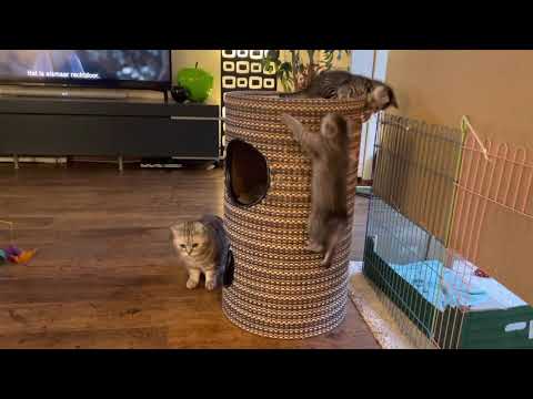 Video: Hoe Een Kitten Te Spenen Van Het Klimmen Op De Tafel?