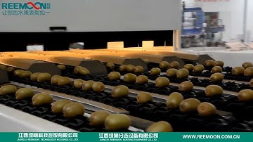 Reemoon Kiwi Sorting Tech 6 Lane