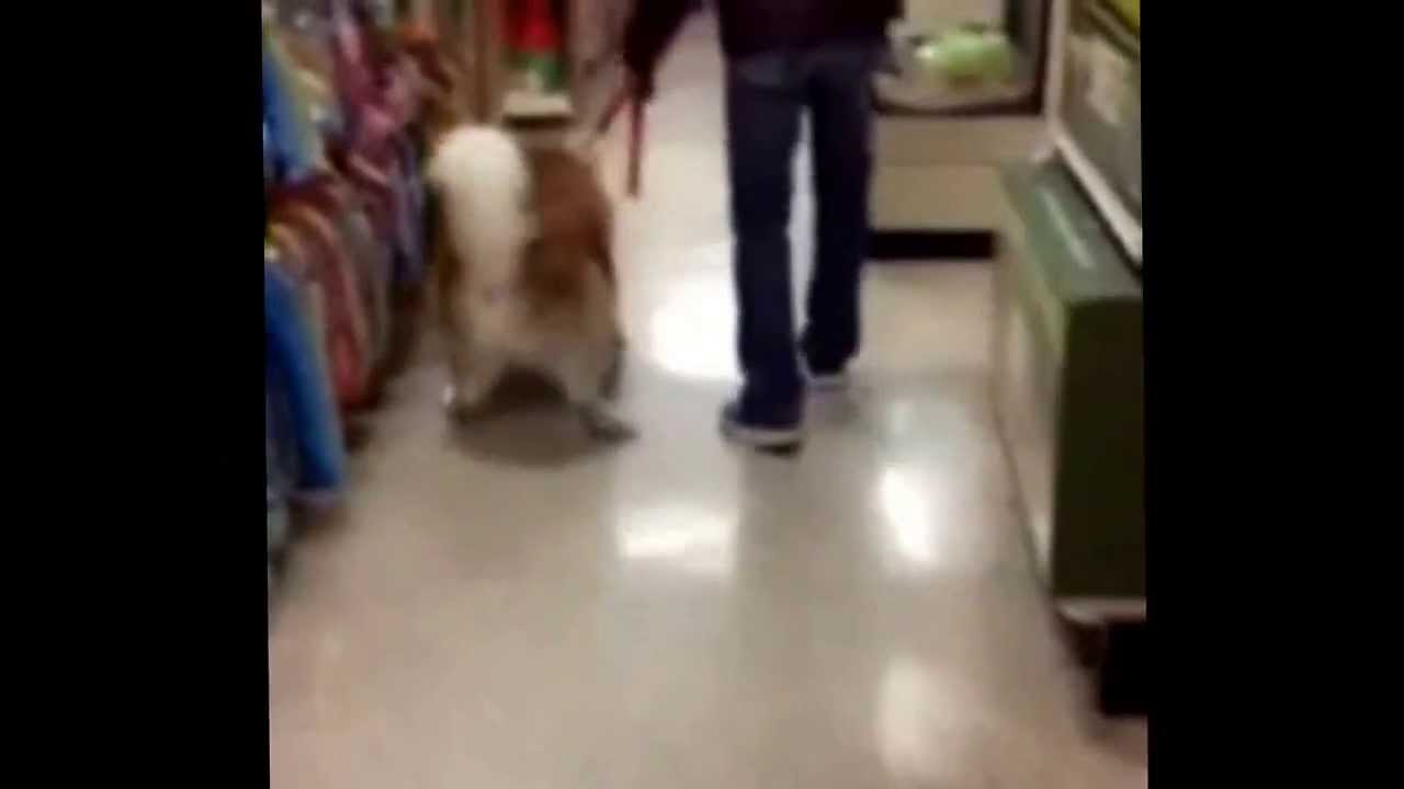 Cute funny dog on slippery floor. YouTube
