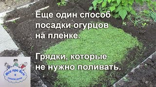 Еще один способ посадки огурцов на пленке.