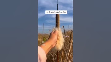 هذاهوالعهن المنفوش المذكور في سورة القارعة|#اكسبلور #explore #trending #life #قرآن #satisfying #like
