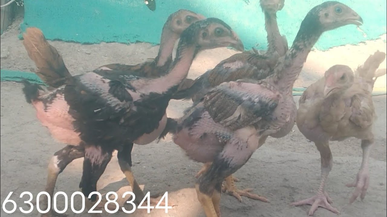 6300028344. టాప్ క్వాలిటీ 6 పిల్లల బ్యాచ్