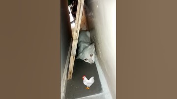 #راحة_نفسية #القرآن_الكريم #تلاوة_خاشعة #cat #cuteanimal #kitten #surhmulk #cutecat