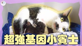 『貓咪衝什麼』澎湖貓媽媽生產紀錄
