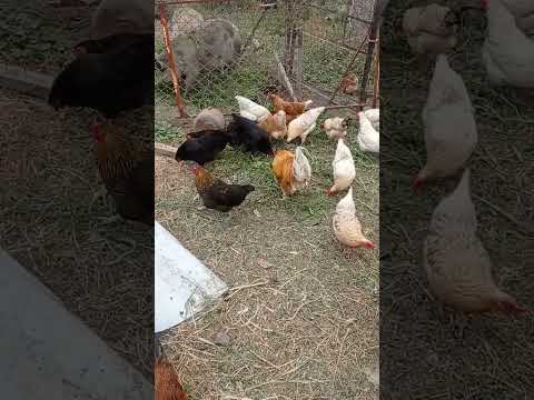 куриные приключения