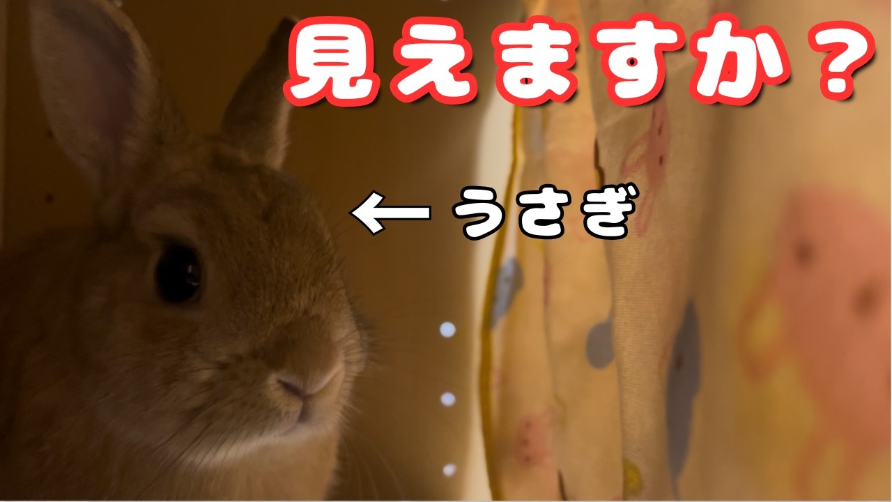 新しい秘密基地を手に入れたうさぎ🐰 - YouTube