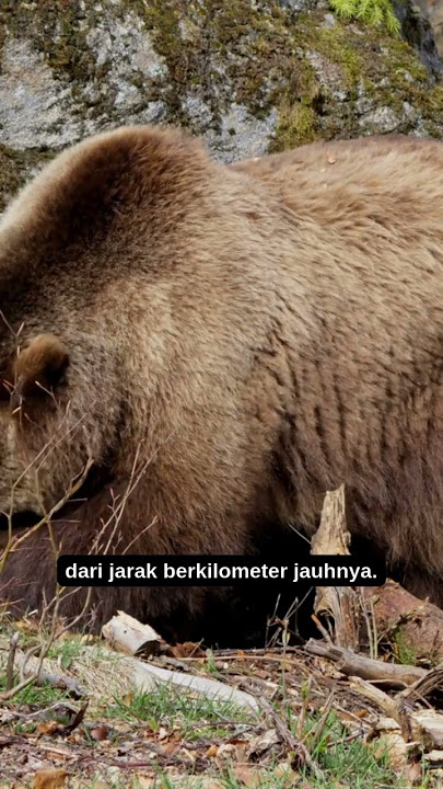 Beruang Boleh Tidur 7 Bulan Tanpa Makan? 5 Fakta Hebat Si Raksasa Berbulu Ini!