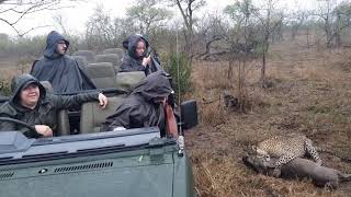 Leopard vs Warthog: Intense Chase and Dramatic Capture Caught on Camera! #nature #wildlife Profile