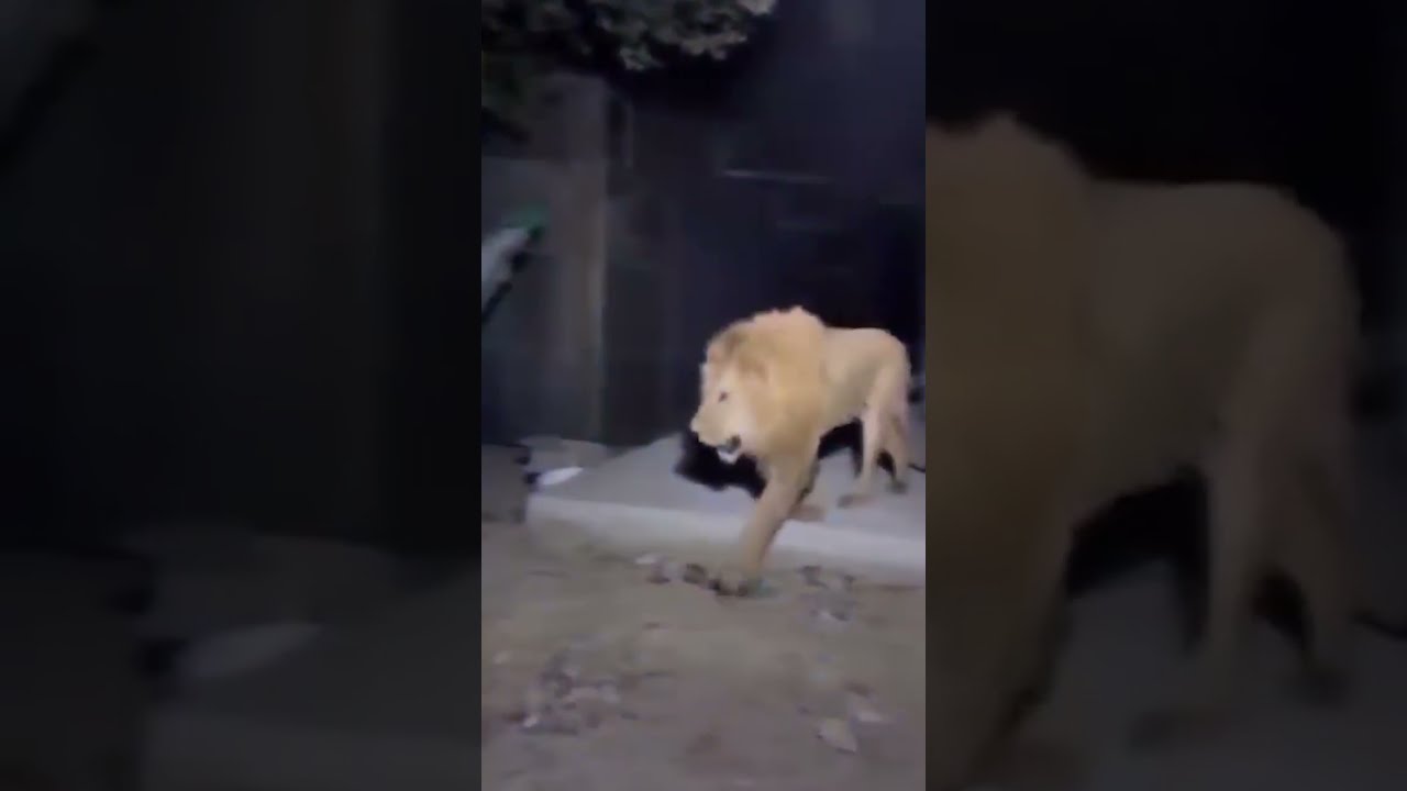 Escaped Pet Lion Attacks Woman And Children In Street Shorts