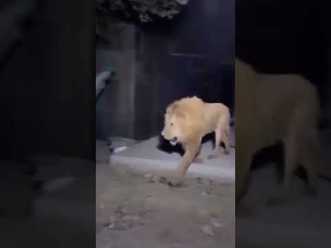 Escaped Pet Lion Attacks Woman and Children in Street #shorts