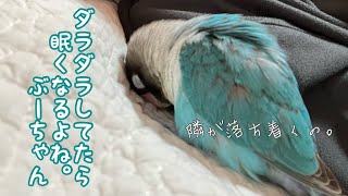 飼い主とダラダラするインコ【ボタンインコのぶーちゃん】