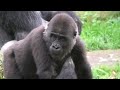 gorilla , orangutan , bonobo and many monkeys movie