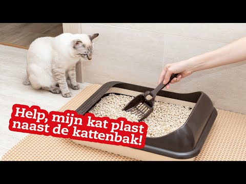 Video: Buiten De Kattenbak Plassen En Weglopen Van Huis Bij Katten