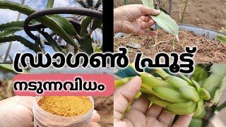 ഡ്രാഗൺ പഴച്ചെടി ഇഷ്ടം പോലെ HowtoGrow Yummy Dragonfruit purple stemCuttings l Root