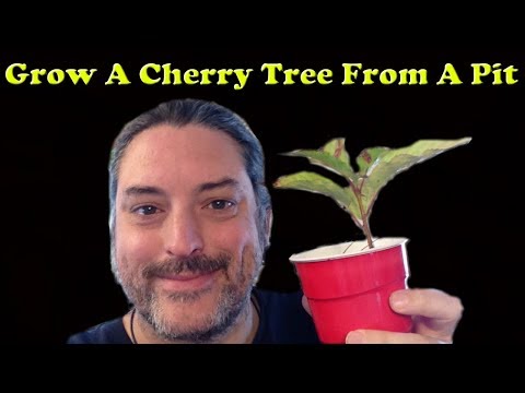 Video: Seed Planting Cherry Trees - Cómo hacer crecer cerezos a partir de pozos