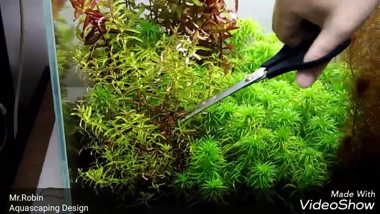 如何修剪水草水族必備技能新手必看造景剪頭栽培重新種植 Youtube