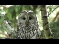 SLAGUGGLA  Ural Owl  (Strix uralensis)     Klipp -                             349