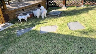 남해여행#애견동반펜션#우연과인연#dog