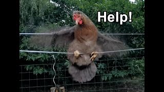 Cream Legbar chicken being ridiculous