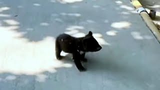 Adorable Bear Cubs Dash: Zoo Track Adventure!