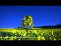 Time lapse #035 月明かりの菜の花畑 Rape blossoms in YokohamaTown 2011-05