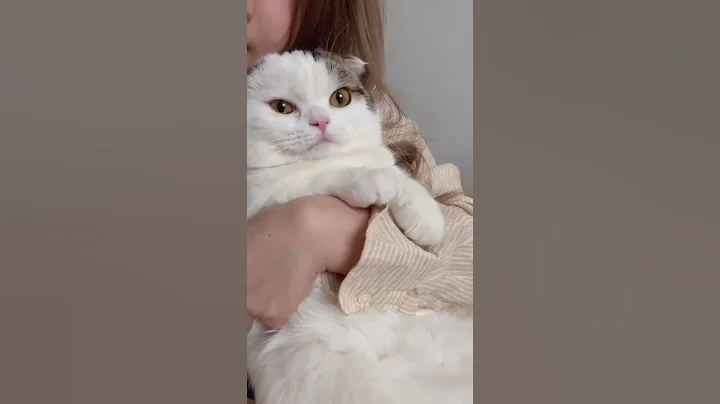 Watch the video about Scottish fold cat meowing and funny moments #scottishfold #kitten #scottishfoldbaby