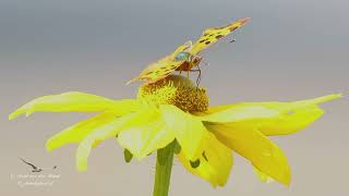 Comma Butterfly (Polygonia c album)