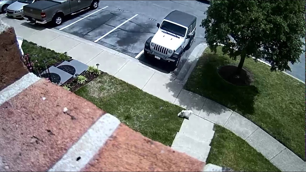 Small dog jumps out second floor window 🕊 YouTube