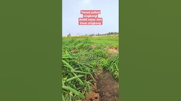 tanam singkong,metik daun sayur singkong !